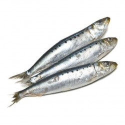 Sardina Gorda